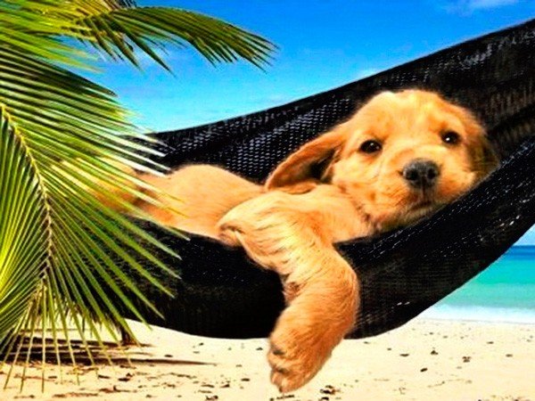 viajar-perro-australia