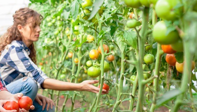 Viajar Low Cost por Australia: intercambios y transporte