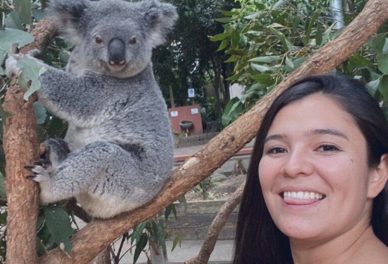 Koalas en Australia