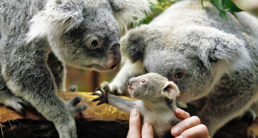 koalas-y-madres