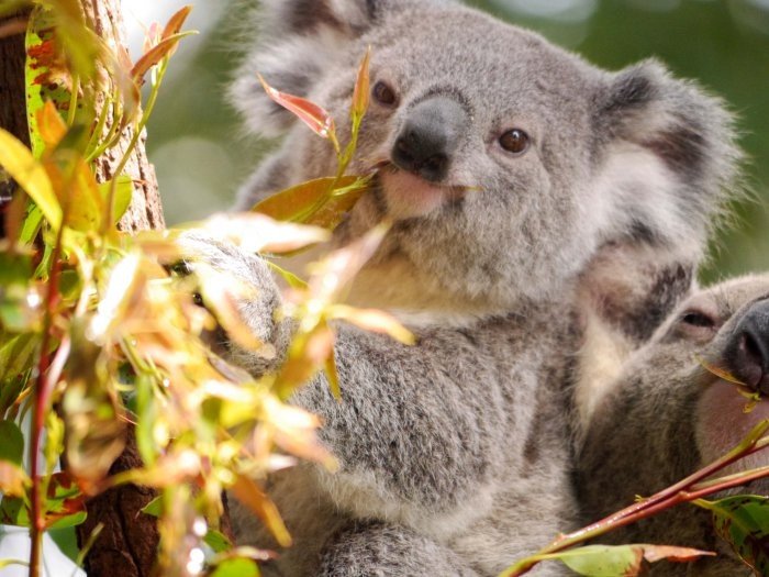 work and holiday visa españa australia